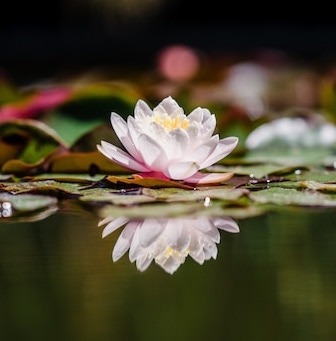 La flor misteriosa y la meditación by María Mizuno