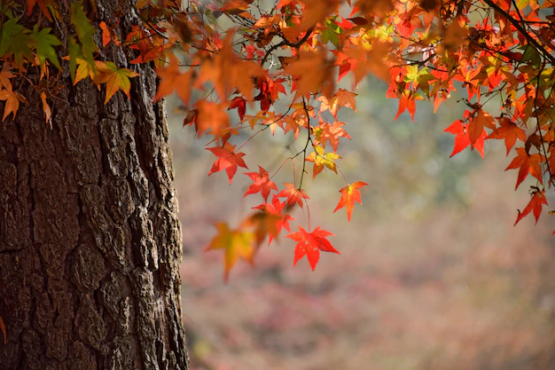 Otoño ¿nostalgia o renovación? Tú eliges by Rosa Fernández